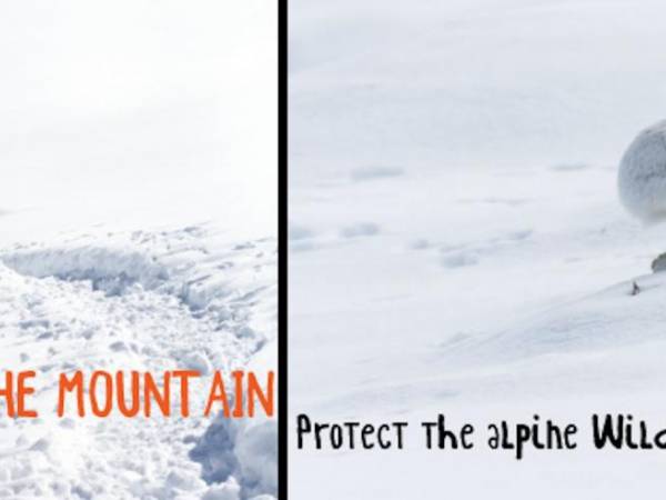 PART OF THE MOUNTAIN - PROTECT THE ALPINE WILDLIFE