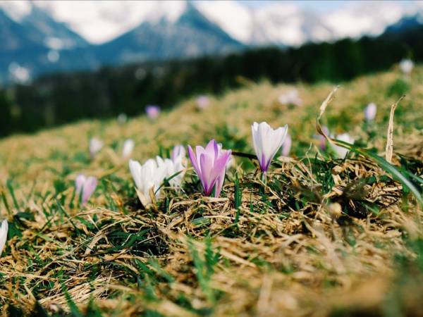 10 remarkable mountain plants to know absolutely.