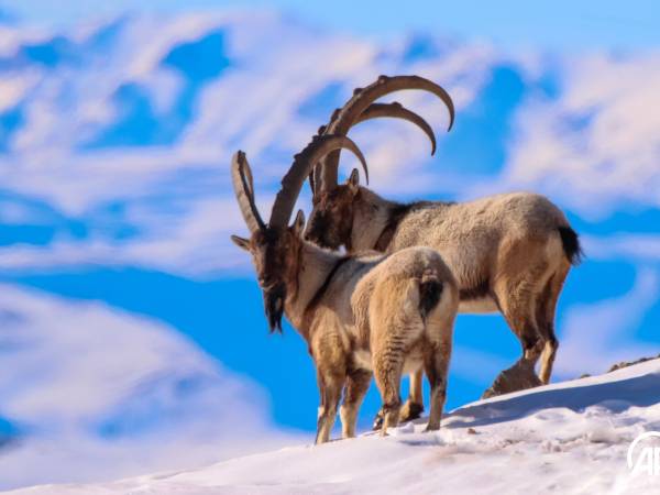 How ibexes adapt to winter: discover their survival strategies