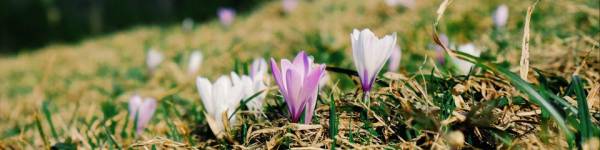 10 remarkable mountain plants to know absolutely.