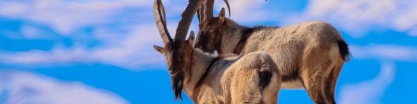 How ibexes adapt to winter: discover their survival strategies