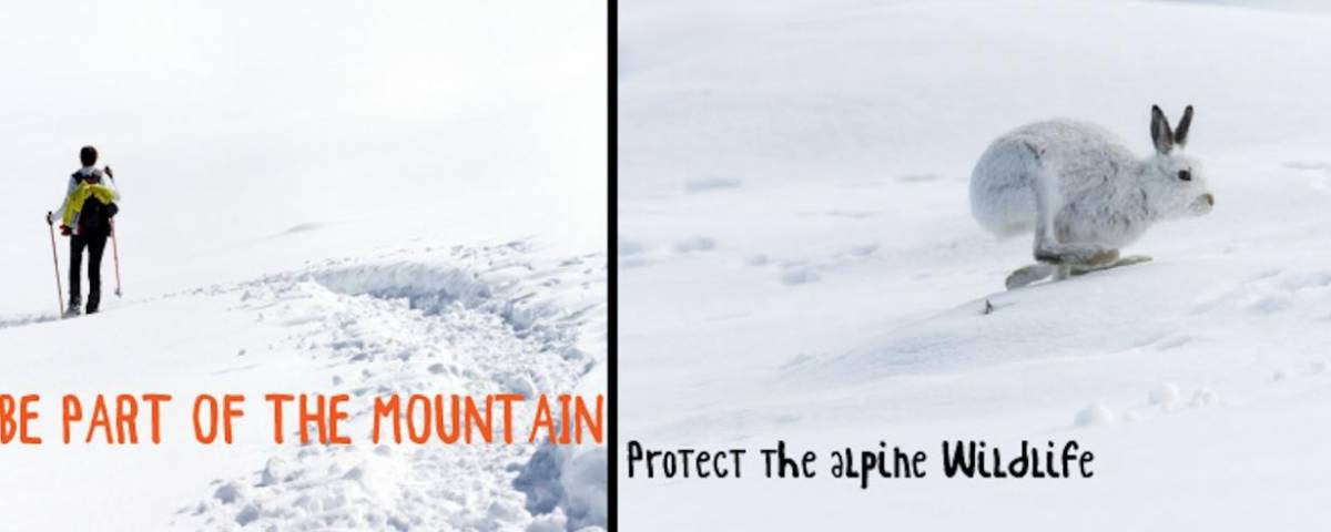 PART OF THE MOUNTAIN - PROTECT THE ALPINE WILDLIFE