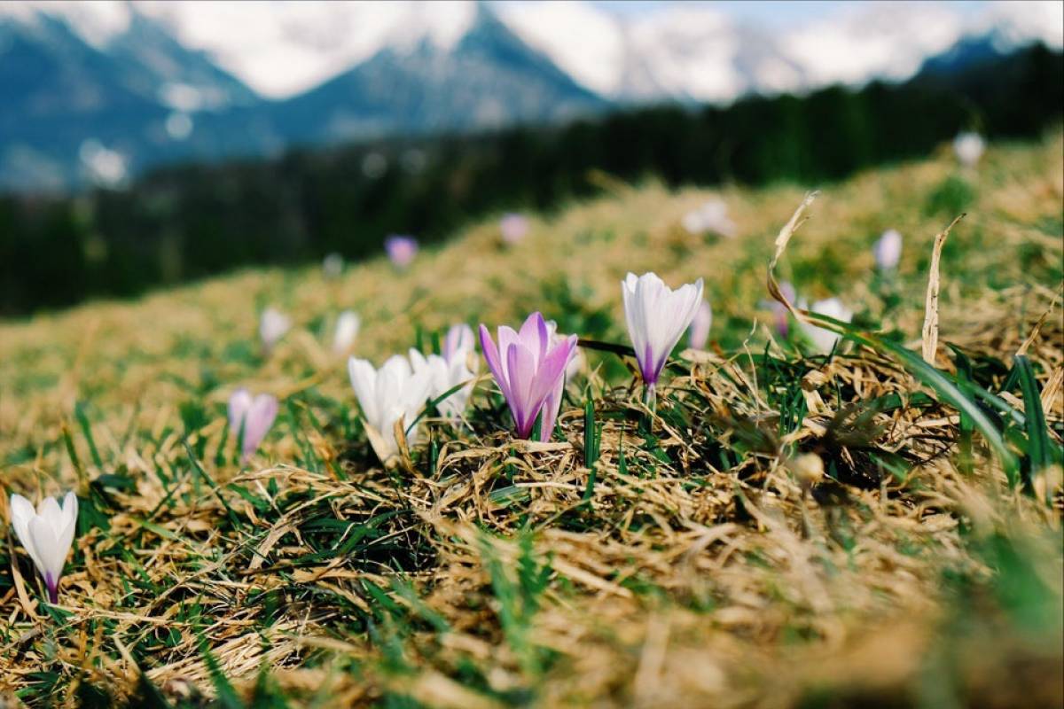 10 remarkable mountain plants to know absolutely.