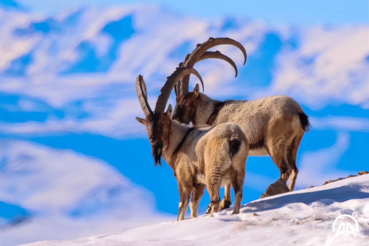 How ibexes adapt to winter: discover their survival strategies