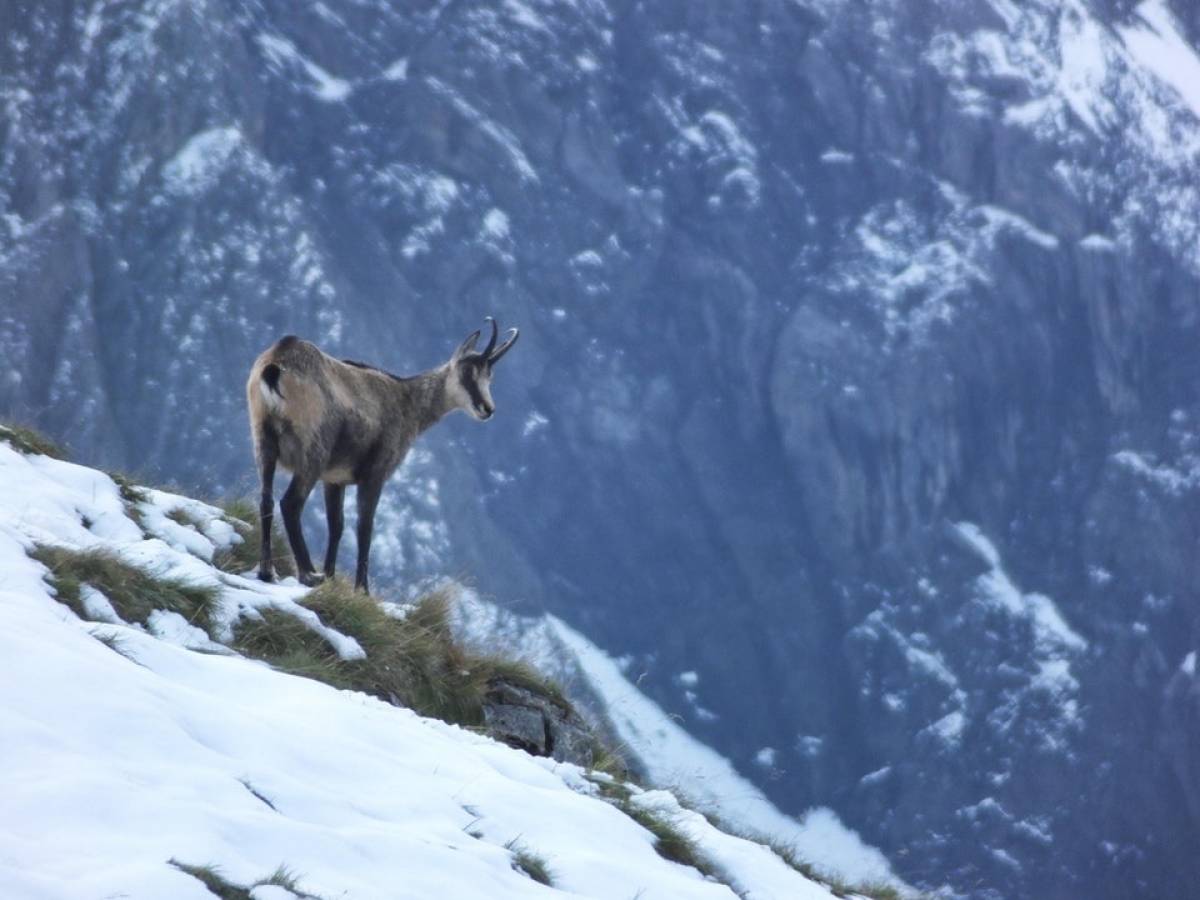 The chamois, king of the snow: how it survives winter storms